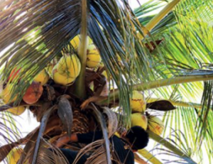 kokosový orech palma